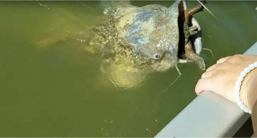 Кусок в горле: рыбаки спасли сома, подавившегося черепахой
