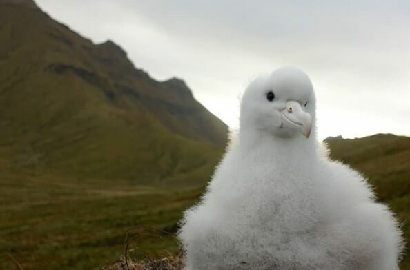 Спасти альбатроса: на островах в Южной Атлантике уничтожат всех мышей