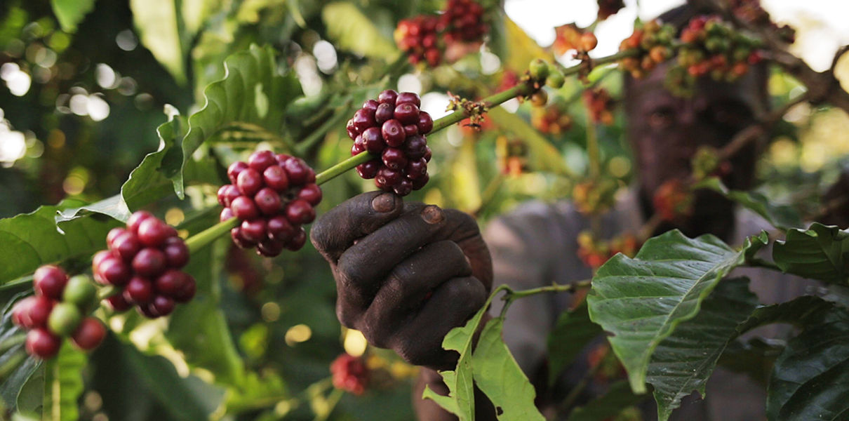 Плоды глобального потепления: мир может остаться без кофе