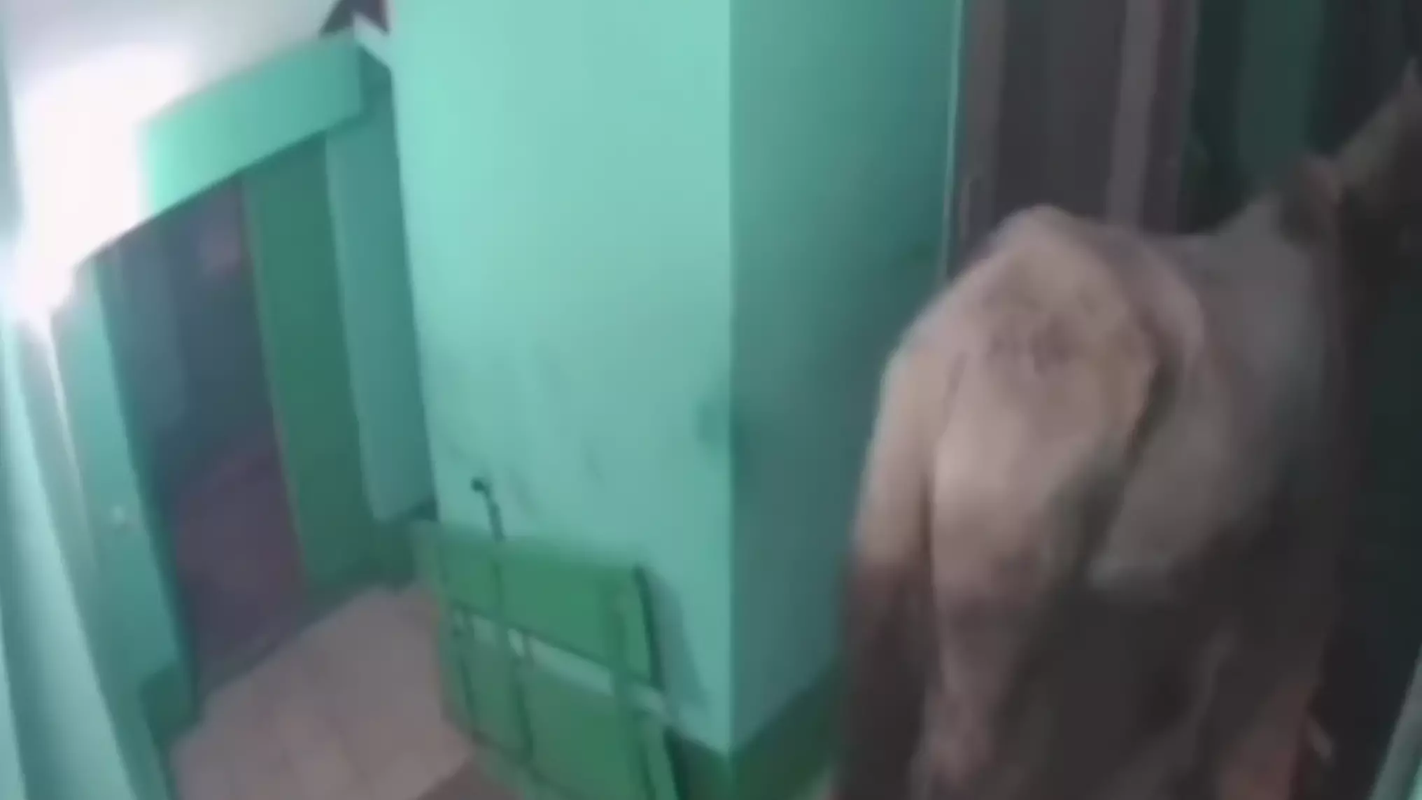 Житель Кемеровской области прокатил коня на лифте