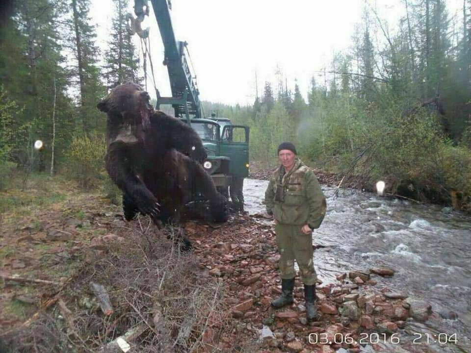 В интернете появились фотографии супер-медведя, охотившегося на людей