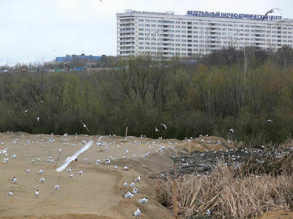 Под шумок карантина: в Москве уничтожают гнёзда чаек и крякв вместе с кладками