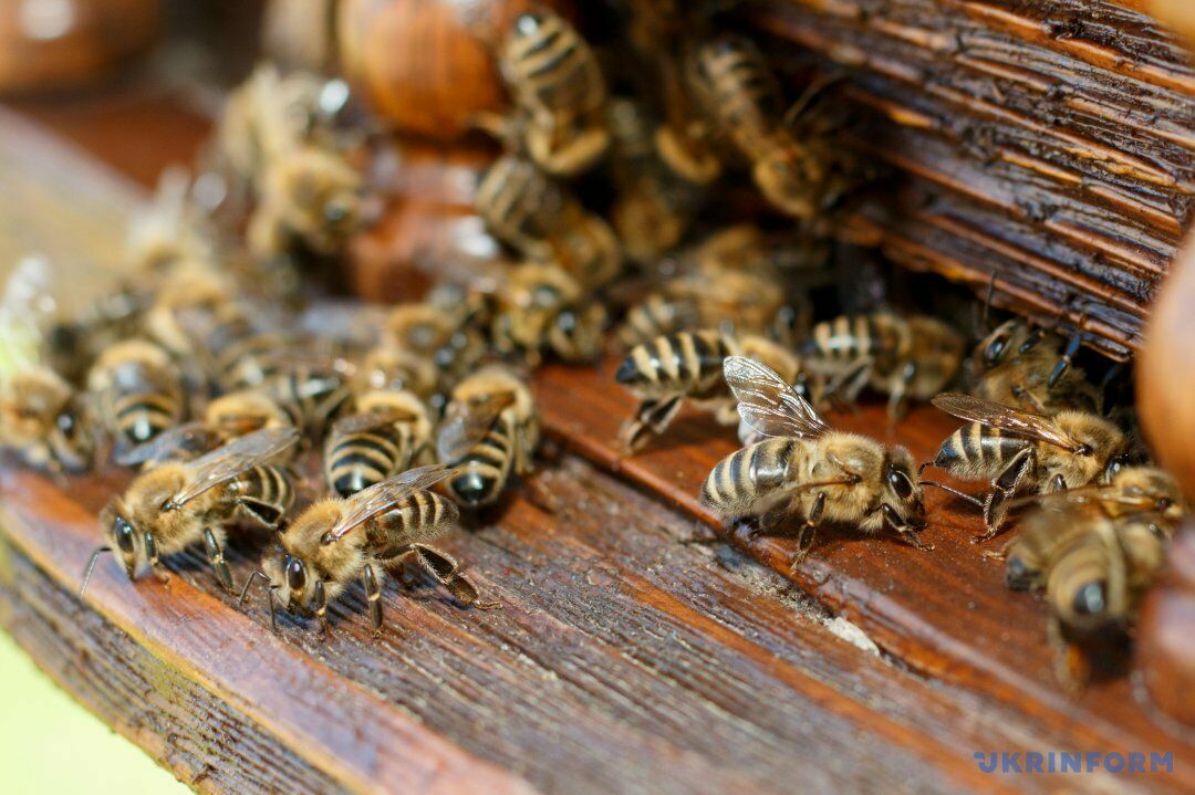 В Минэкономразвития отказались брать ответственность за массовую гибель пчёл