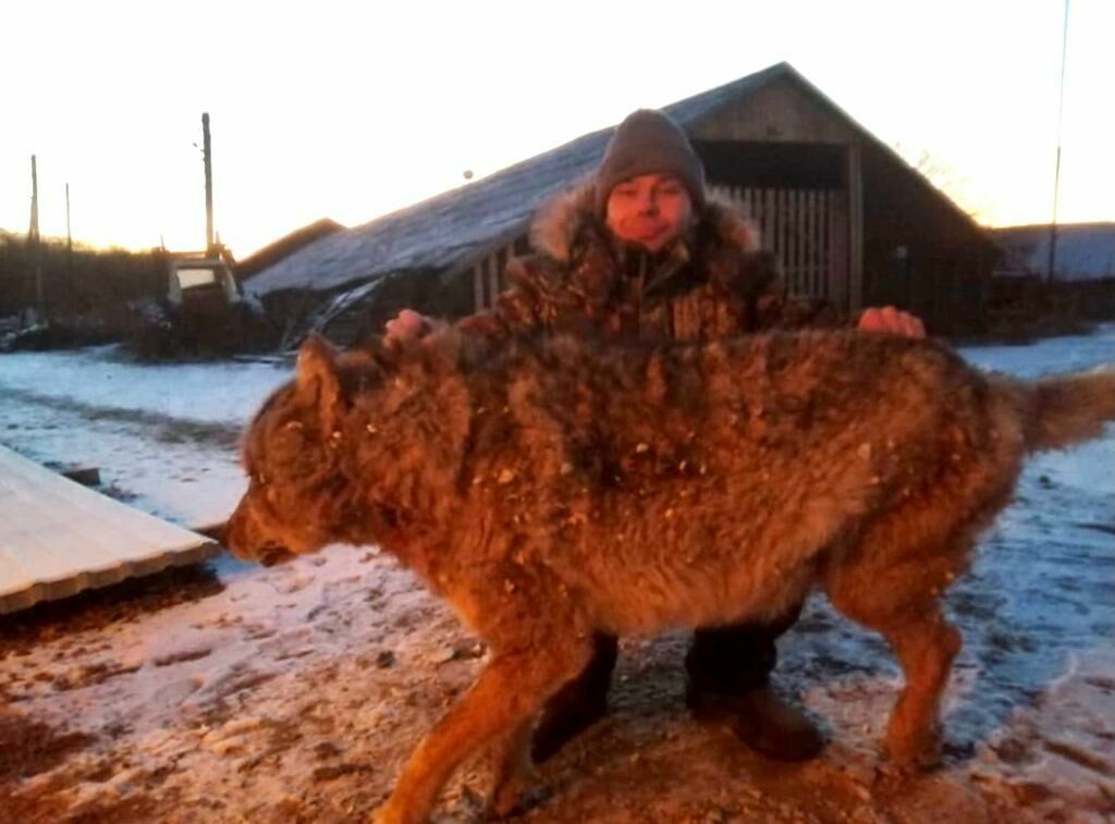 На Дальнем Востоке житель села голыми руками задушил волчицу, нападавшую на людей