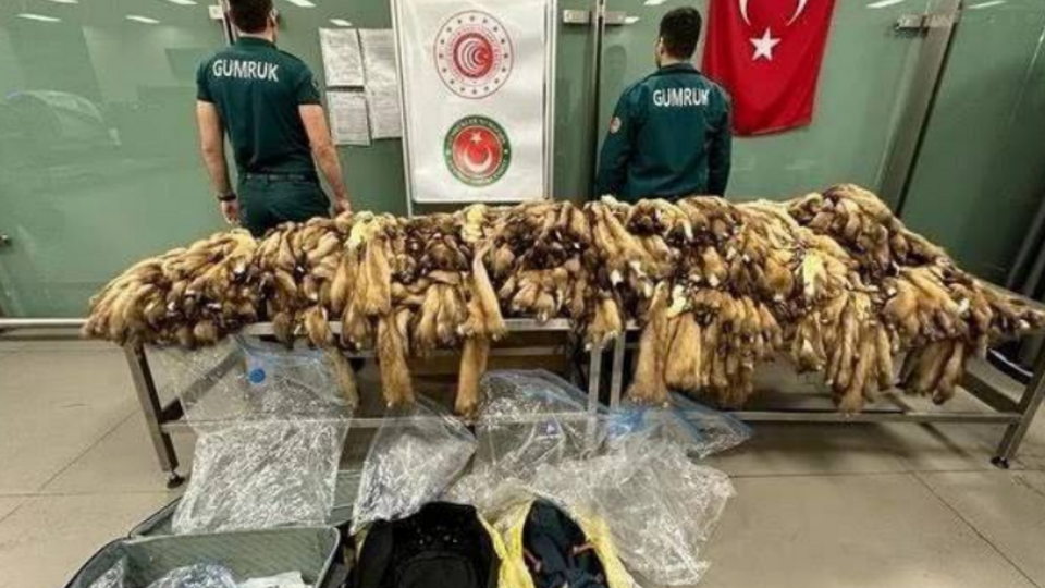 Полиция в Стамбуле задержала российских туристов с 1200 контрабандными шкурами соболя