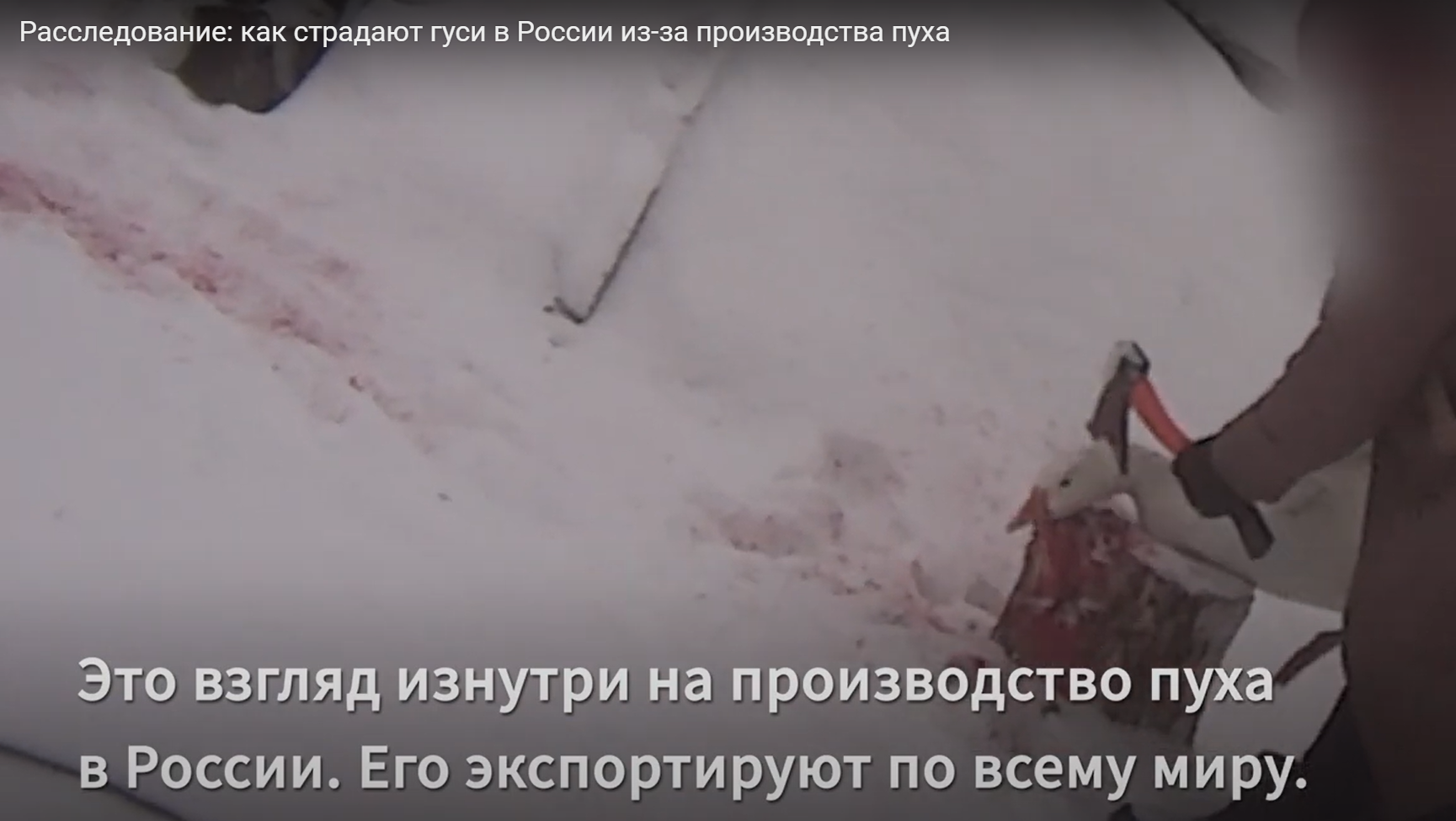 Кровавый пух. Как убивают гусей на российских фермах (видео)