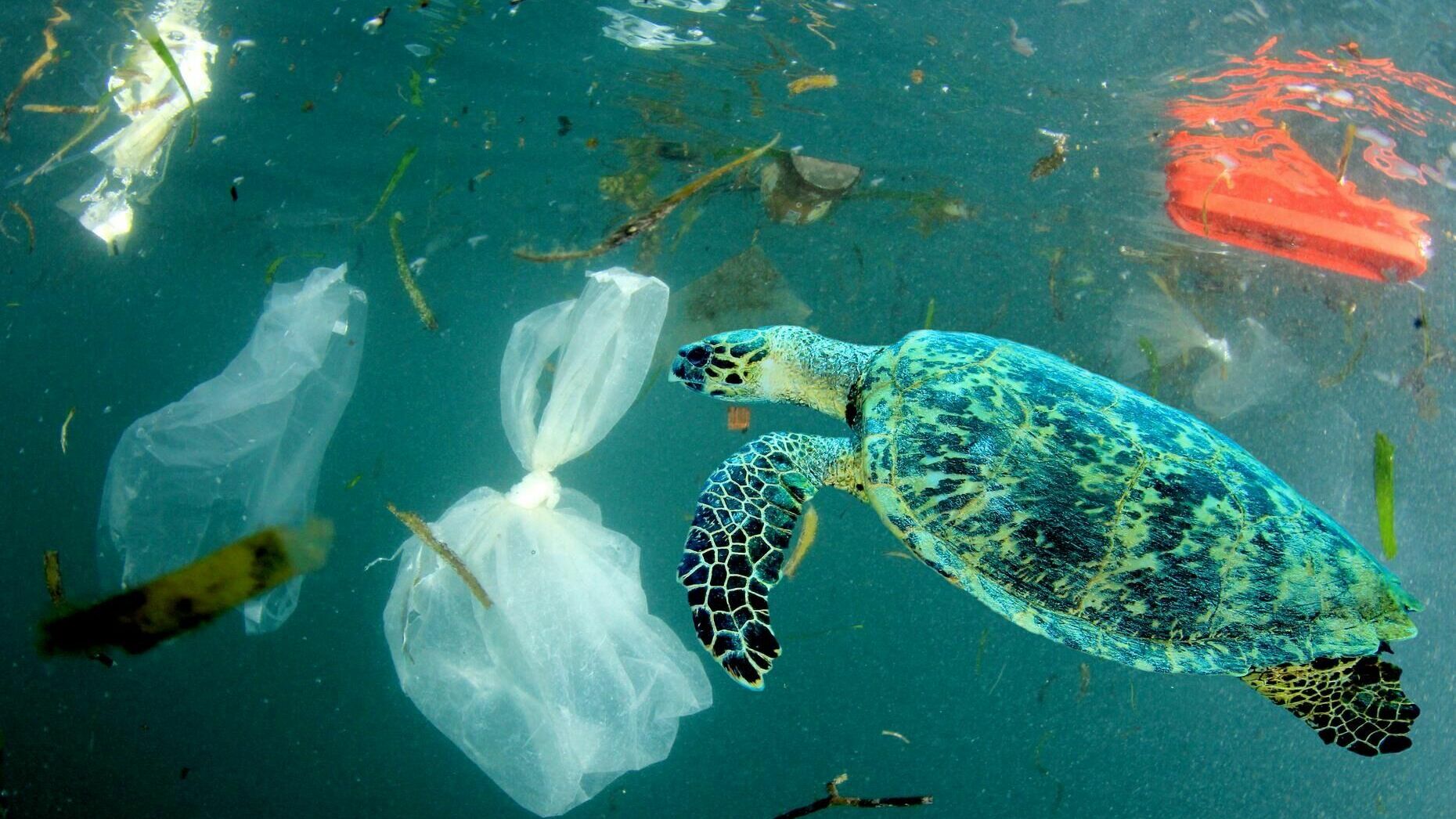 «Пластиковый смог» в Мировом океане убьет все живое на Земле, предупреждают ученые