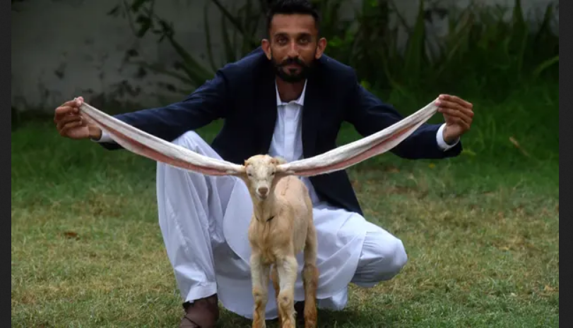 Длинноухий козленок из Пакистана претендует на включение в Книгу рекордов Гиннесса