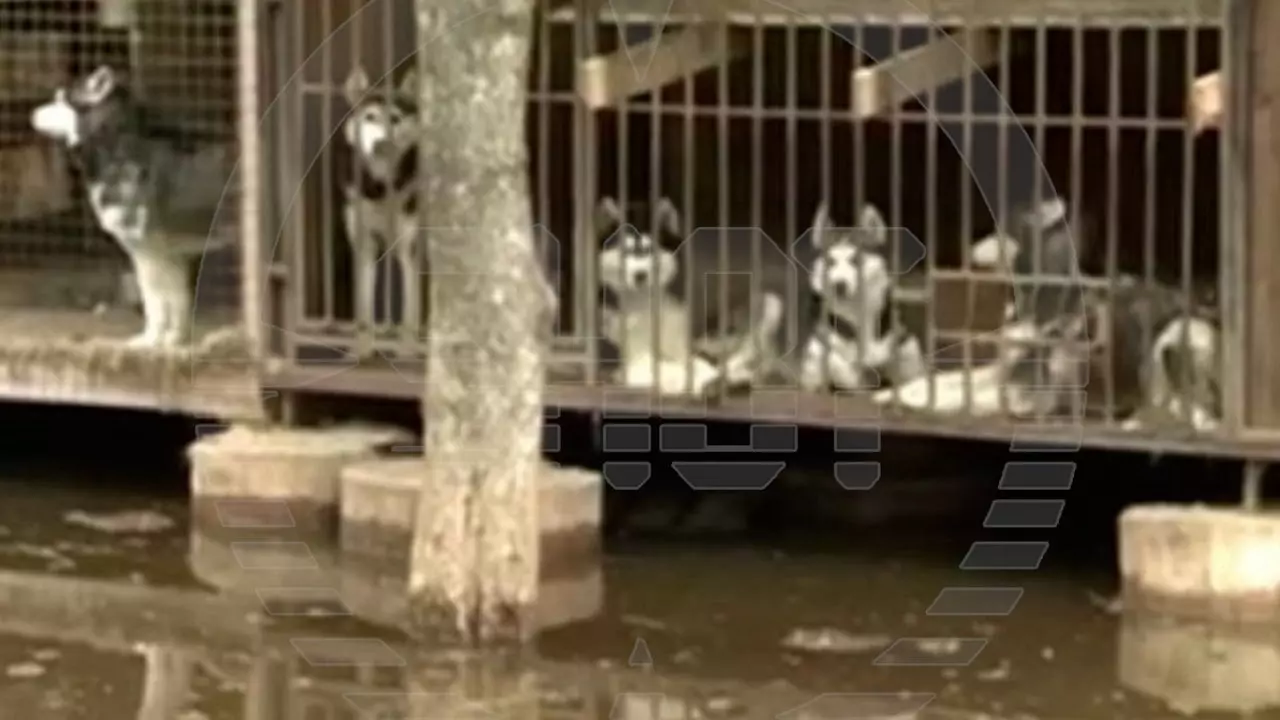 Около 40 собак из затопленного питомника «Оренбургские хаски» ждут спасения