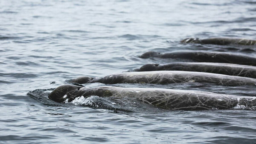 В акватории Южных Курил обнаружили новый вид китов