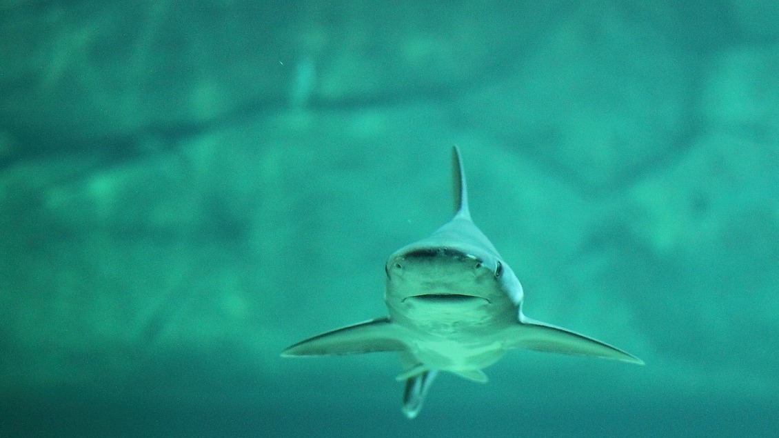 Хайп на смерти: в Египте забальзамируют акулу-людоеда, убившую российского туриста