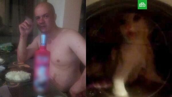 В Коми будут судить мужчину, «постиравшего» кота в стиральной машине