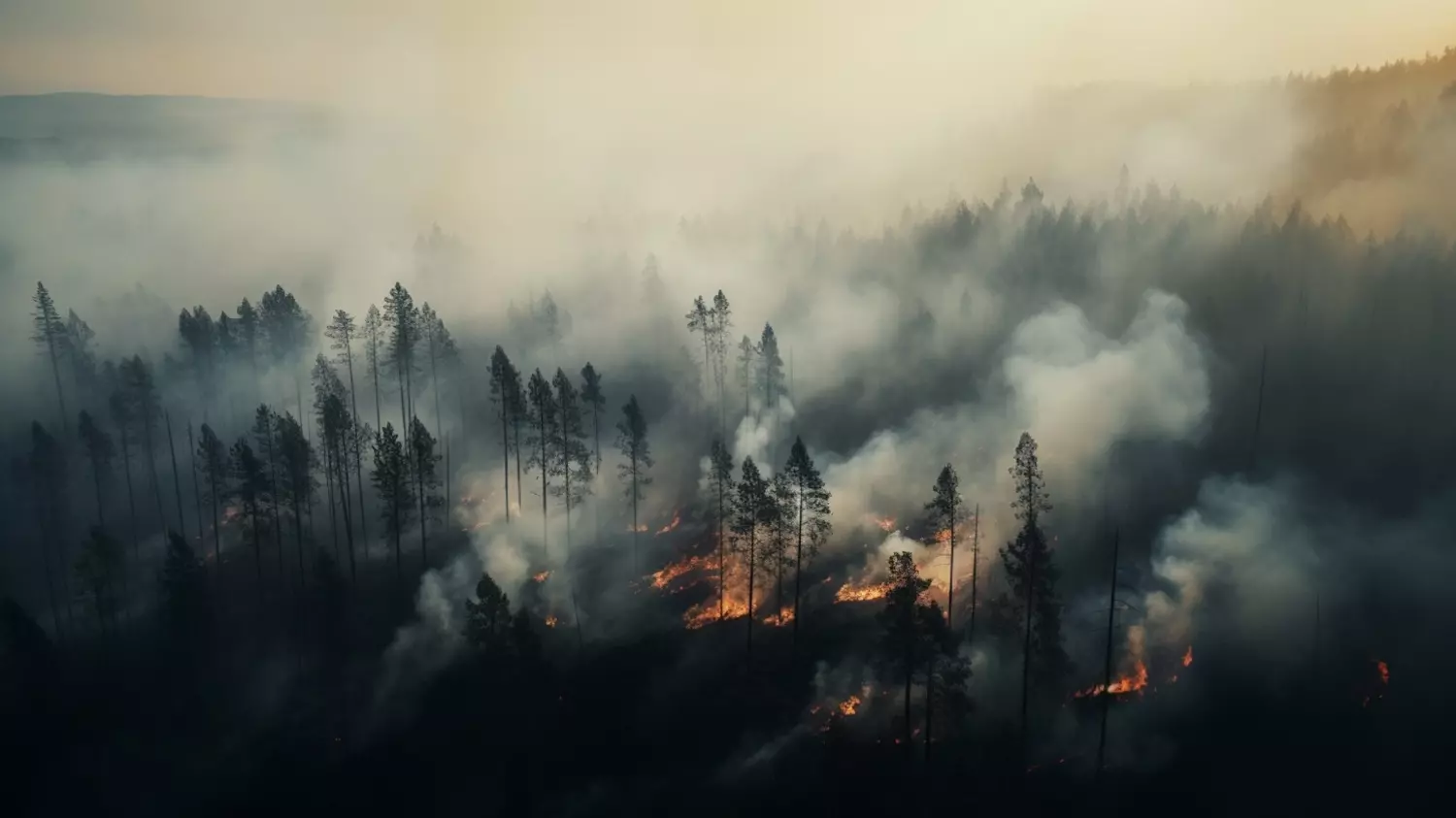 8 регионов в зоне риска по лесным пожарам, один из них только пережил наводнение