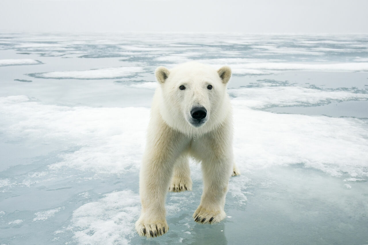 На Шпицбергене на туристку из Франции напал белый полярный медведь