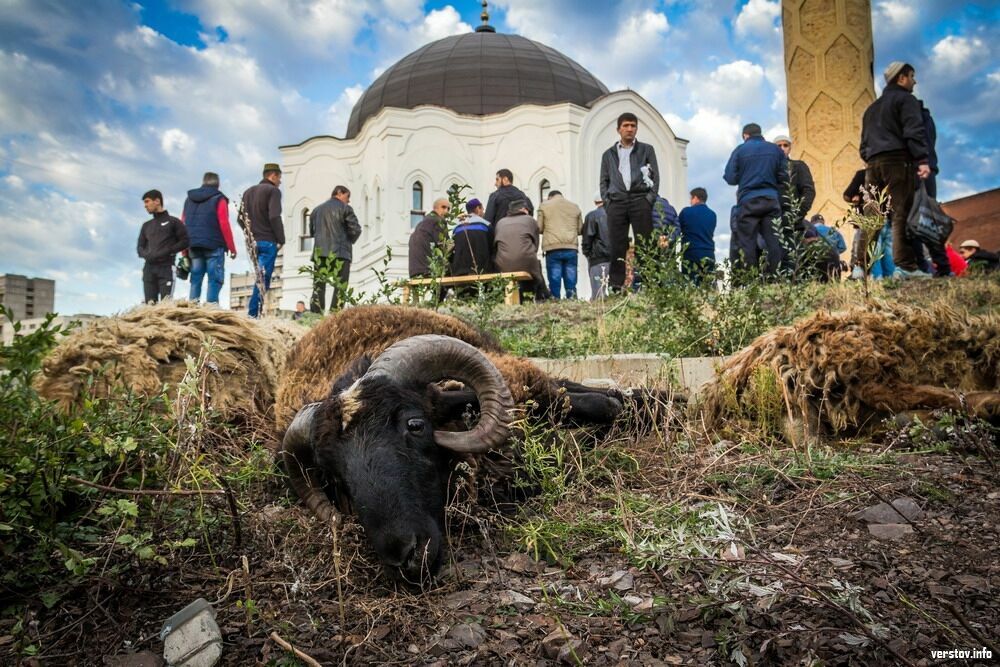 Татарстан рассчитывает к следующему году отказаться от ввоза баранов