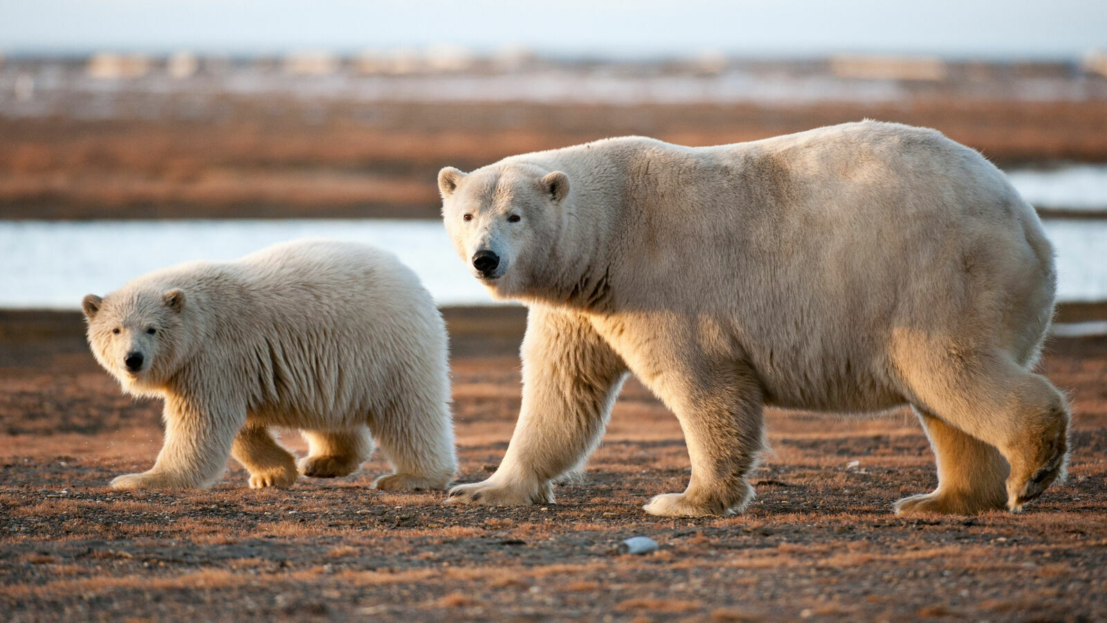 Канадские белые медведи из-за потепления могут исчезнуть через два десятилетия