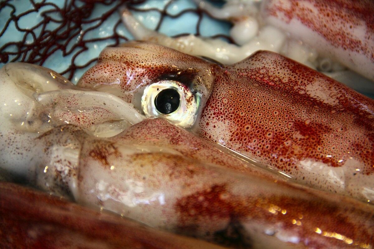 Ужасы морской кухни: кальмар отомстил съевшей его женщине