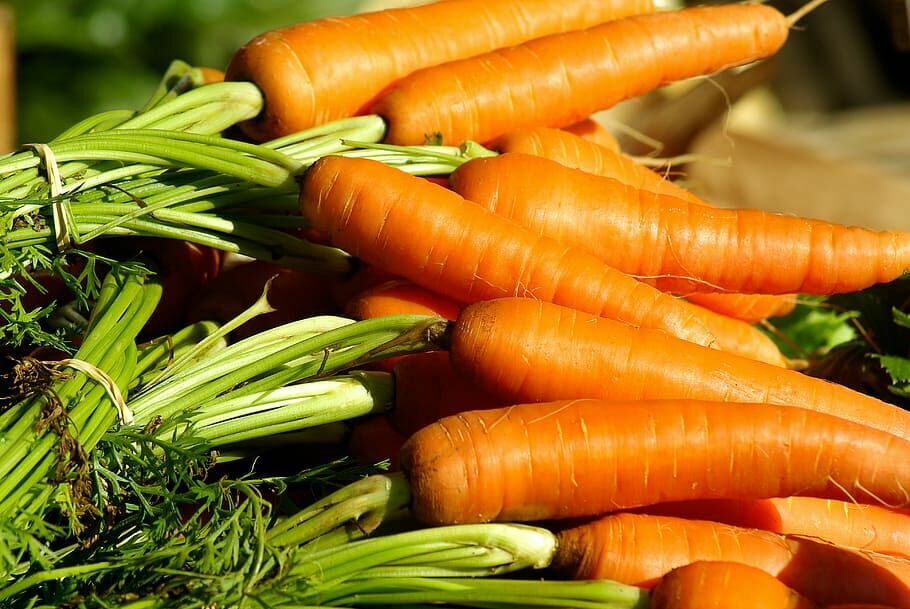 Эксперт: урожай моркови в этом году мал из-за морковной мухи