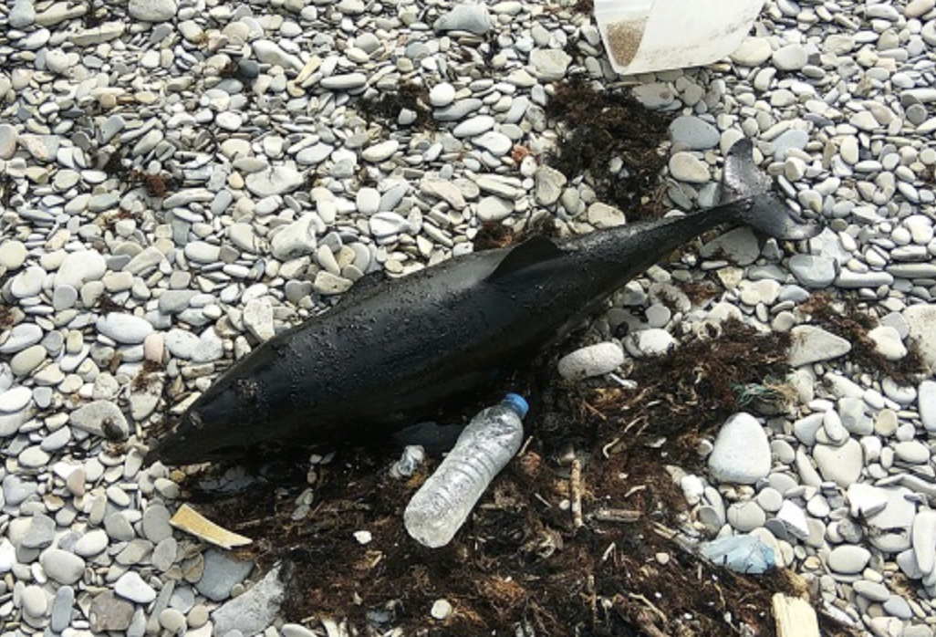 Мертвые дельфины, покрытые нефтью, были найдены в районе Новороссийска. 