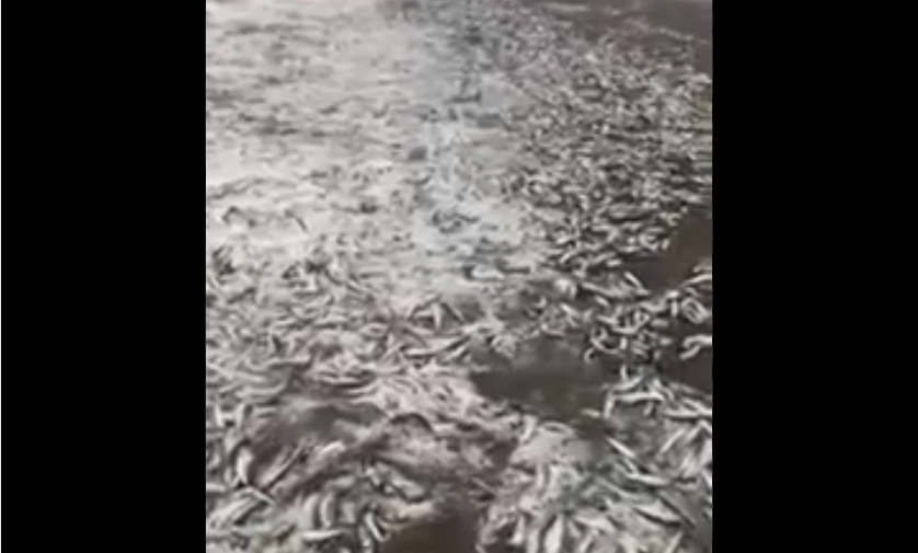 Видео дня: на берег острова Итуруп  вынесло целый косяк сельди-иваси