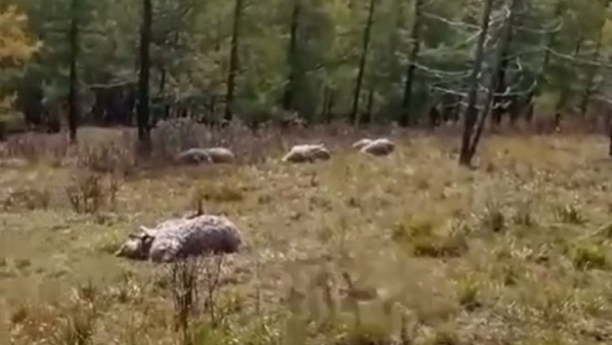 40 овец погибли при ударе молнии в Республике Алтай (ВИДЕО)