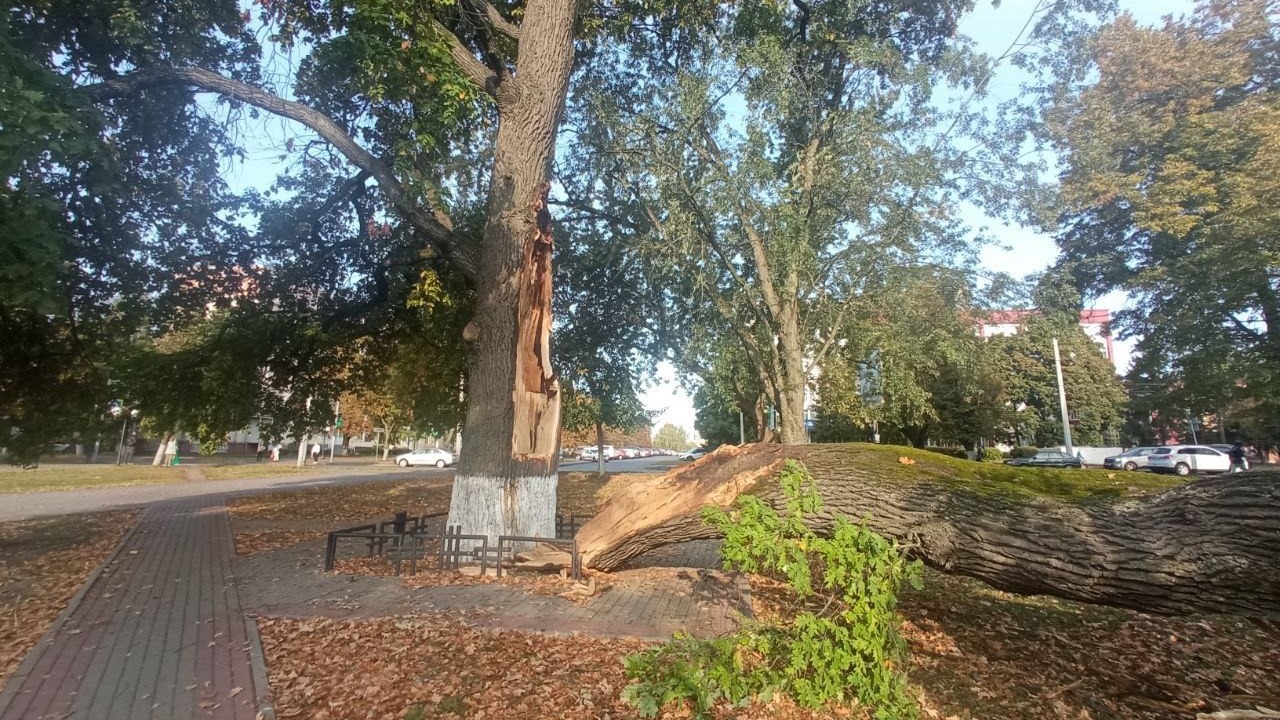 В Орле рухнул памятный дуб — он был посажен в год, изменивший историю Россию