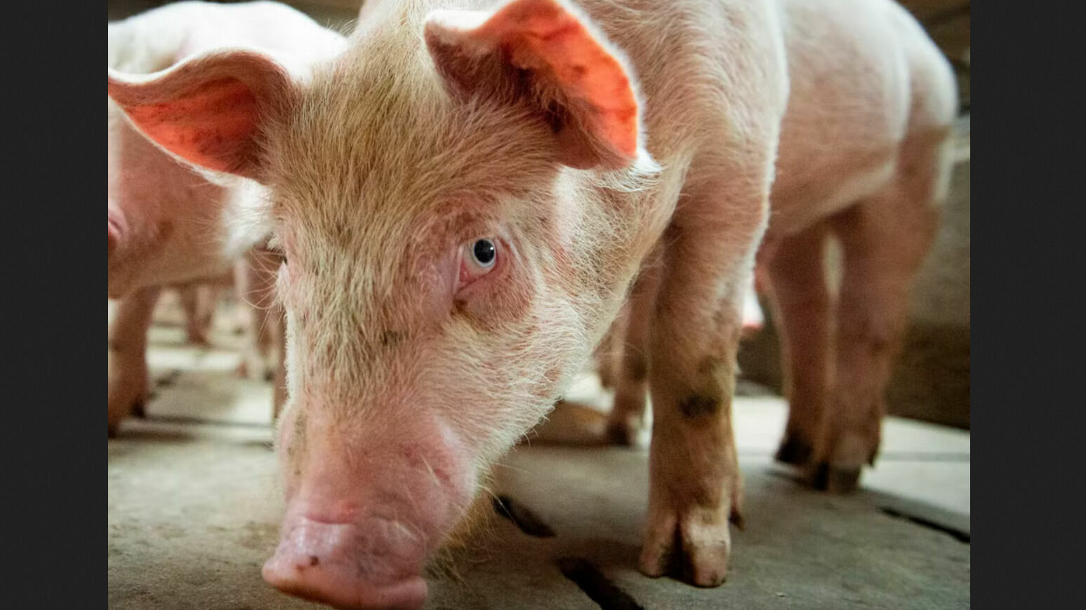 В Гонконге свинья убила мясника по дороге на бойню