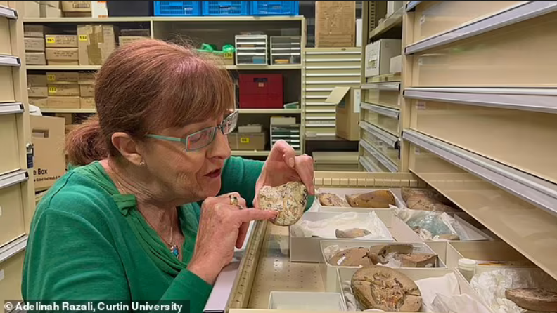 Древнейшее ископаемое сердце обнаружили в Австралии. Ему 380 миллионов лет