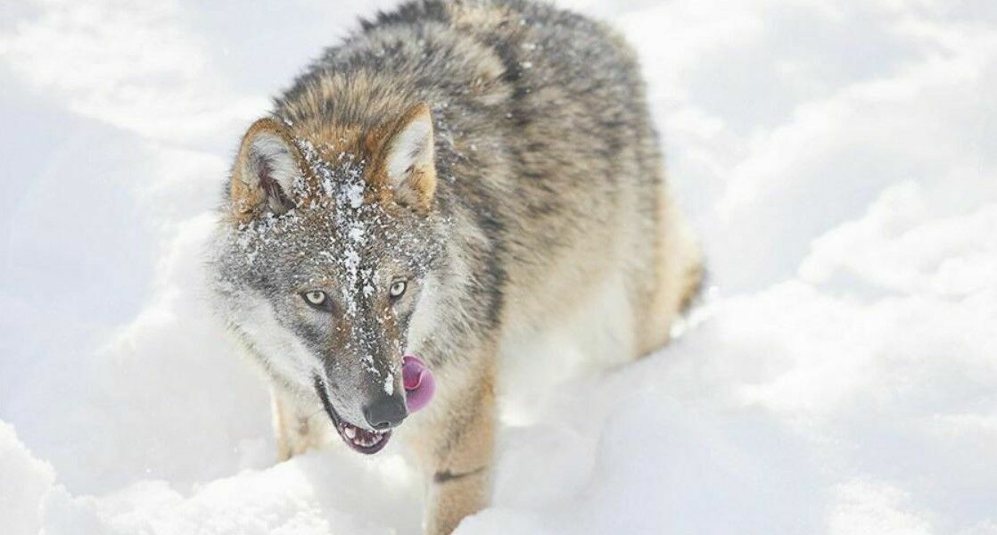 Голодный волк напал на жителя Новгородской области