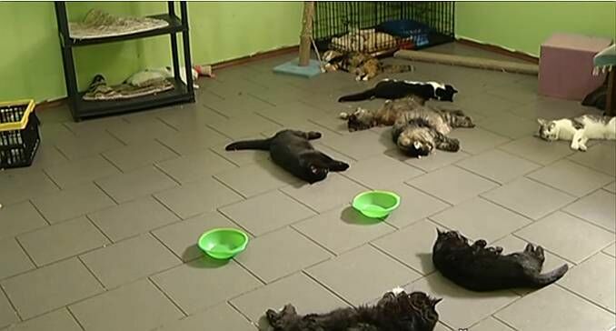 Диверсия или выброс газа? Кто погубил 69 кошек в оренбургском приюте