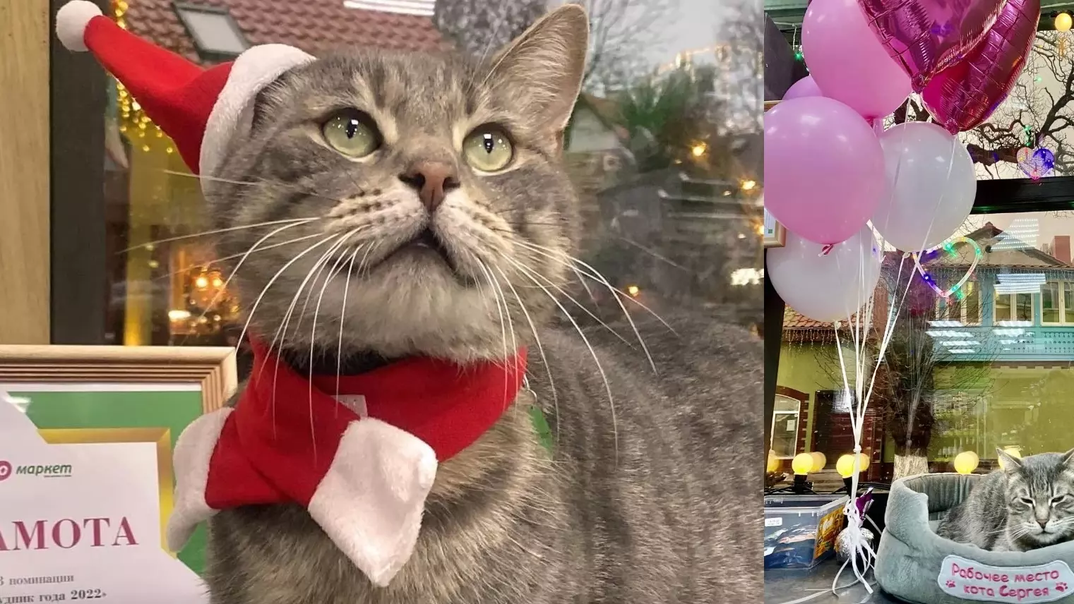 В Калининградской области из магазина уволили кота, ставшего «сотрудником года»
