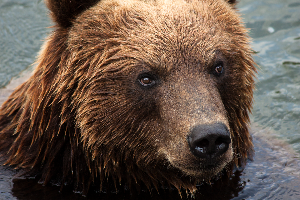 На Камчатке медведь загрыз подростка