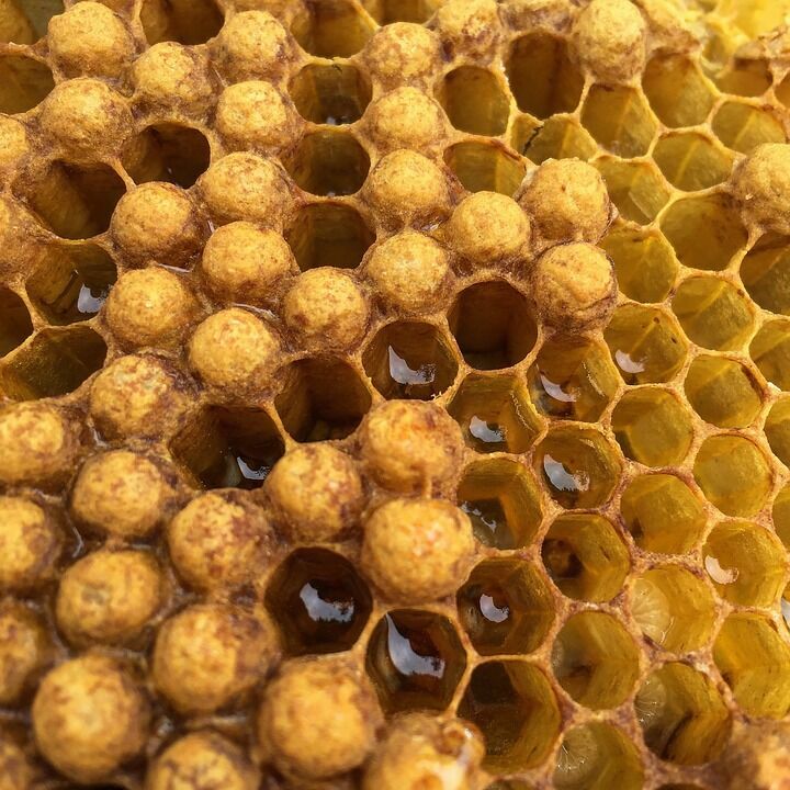 Эксперты сообщили о повышении спроса на мед на фоне гибели пчел