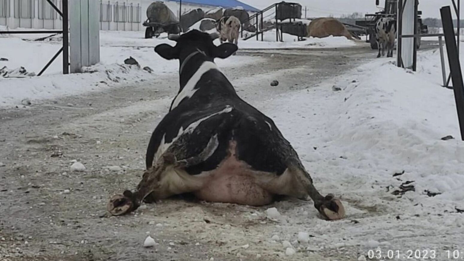 Во Владимирской области на ледяную дорогу выгнали несколько десятков коров (ВИДЕО)
