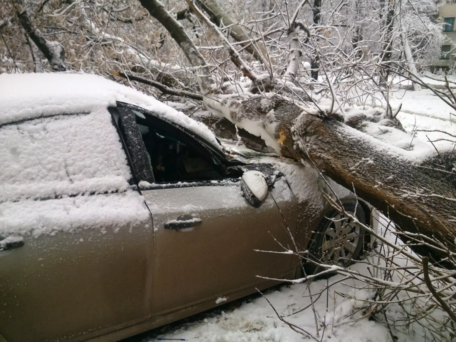 снегопады в Москве могут привести к падению деревьев на машины и людей 