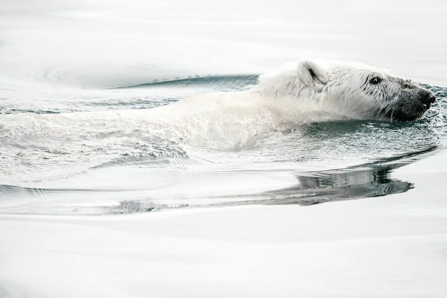 Росприроднадзор: очистка Арктики займет до шести лет