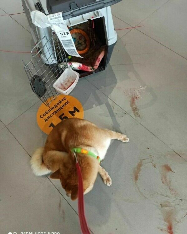 «Аэрофлот» отказался признавать свою вину за пострадавшую в багажнике собаку