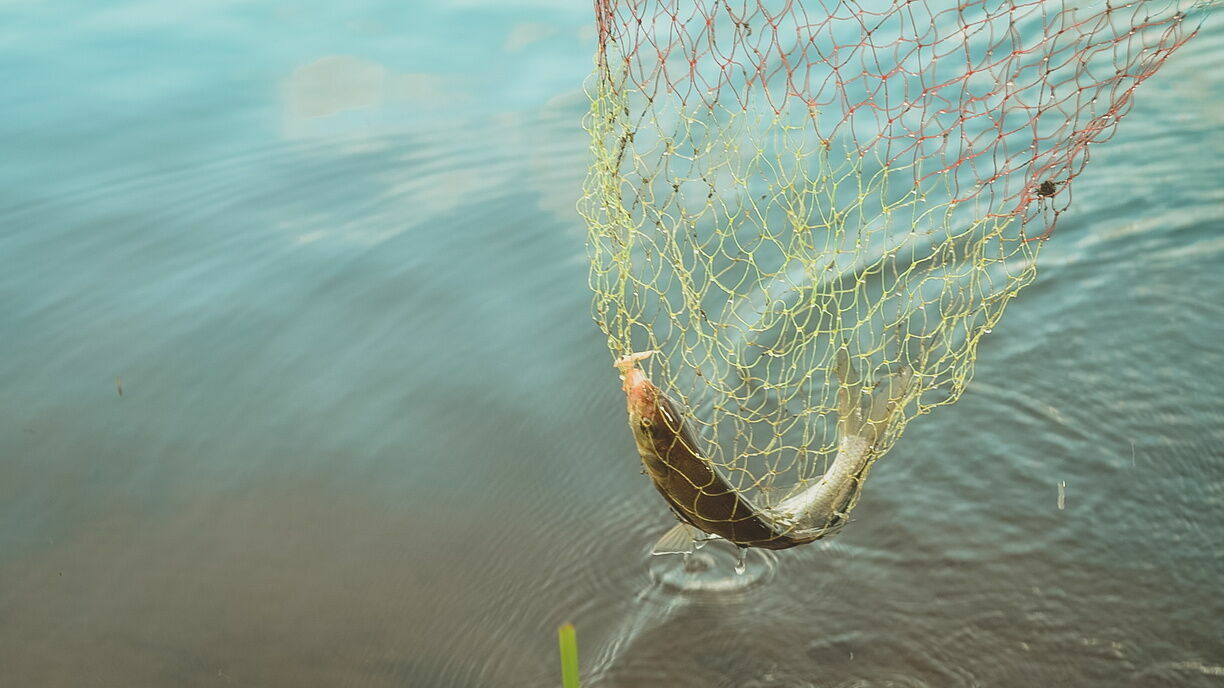 Дефицит кормов грозит закрытием рыбозаводам в Бурятии