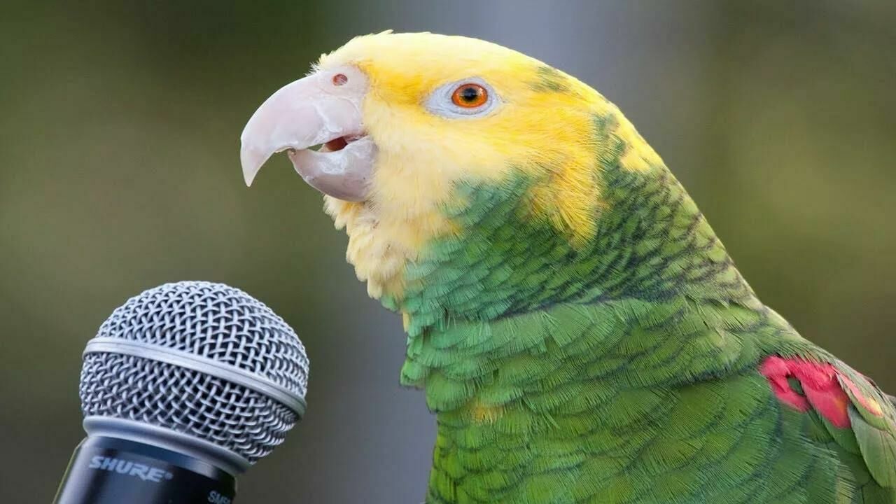 В Аргентине говорящий попугай станет главным свидетелем в деле об убийстве