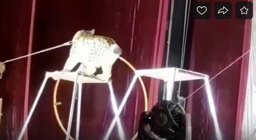 Рысь напала на дрессировщика во время циркового выступления в Цхинвале (ВИДЕО)