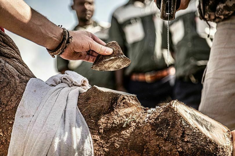 Фото дня: в Африке спасают от браконьеров носорогов, отпиливая им рог