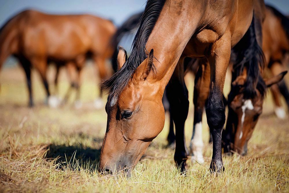 В Калмыкии бывший полицейский украл 152 лошади