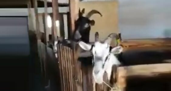 Омский фермер приучил коз жить под гимн