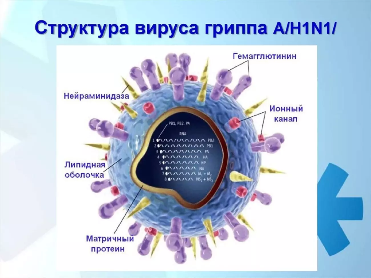 Структура вируса гриппа А