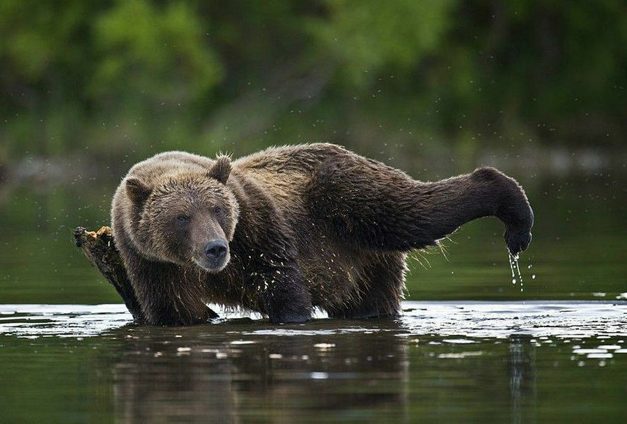 Половодье на Камчатке злит местных медведей