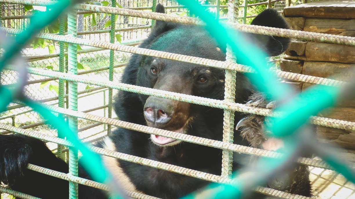 Бурый медведь в Магадане насмерть загрыз девушку