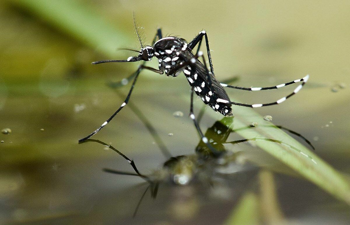 Жителям юга РФ угрожают комары - переносчики тропических болезней