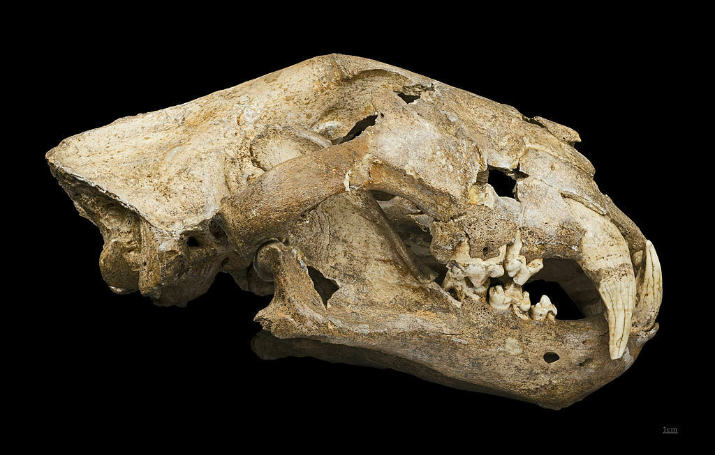 В Красноярске нашли череп пещерного льва