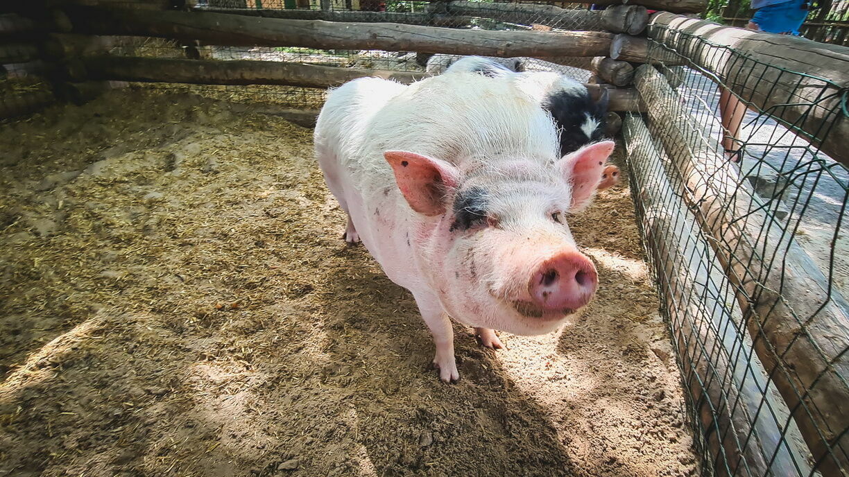 Калининградская область "на пороге продовольственной катастрофы" из-за чумы свиней