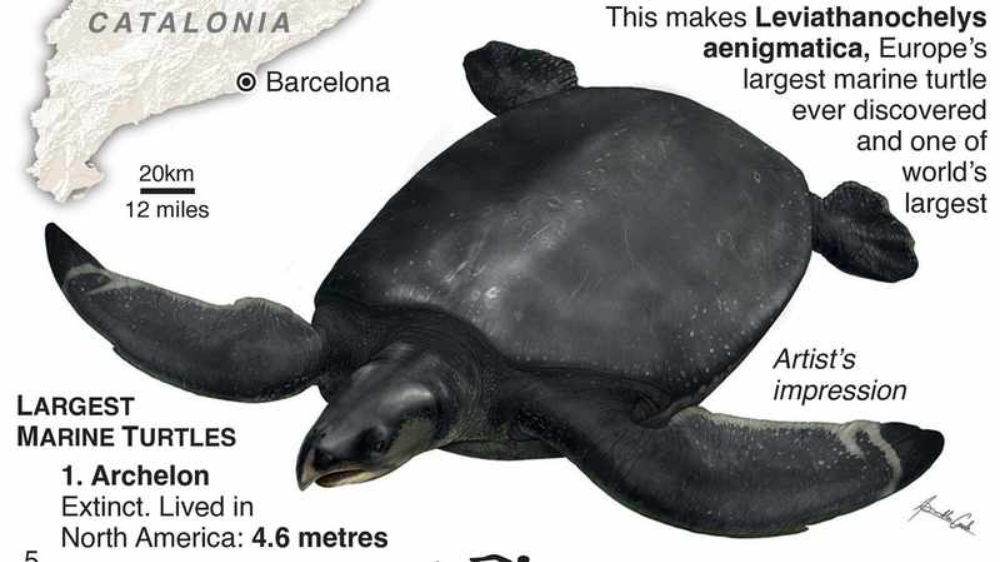 Древнюю черепаху-левиафана обнаружили палеонтологи